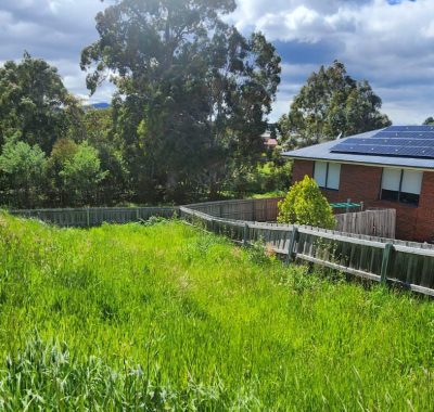 tree cutting services hobart