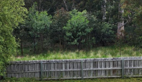 grass slashing services hobart